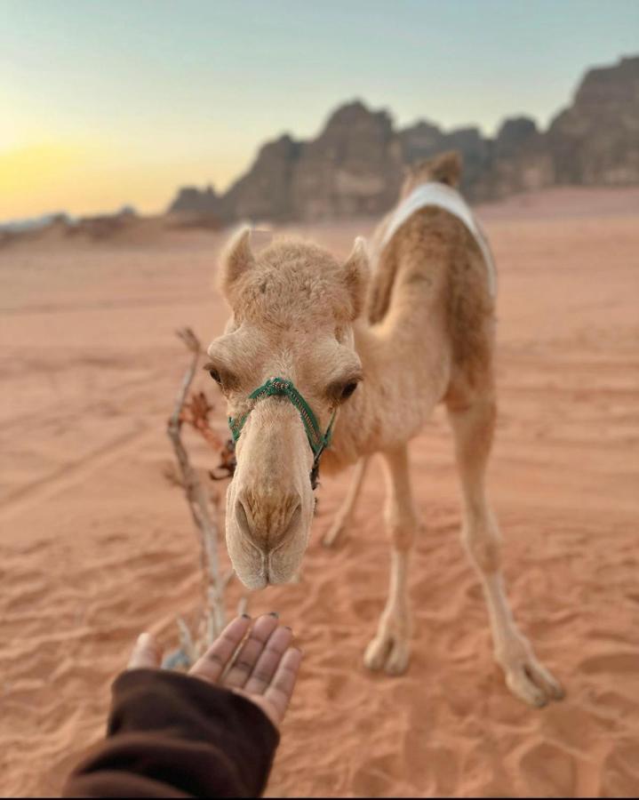 Wadi Rum Desert Camp Esterno foto